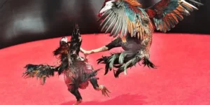 Bật Mí Cách Chơi Đá Gà Sabong Tại PG88 Chuẩn Phong Cách Philipin