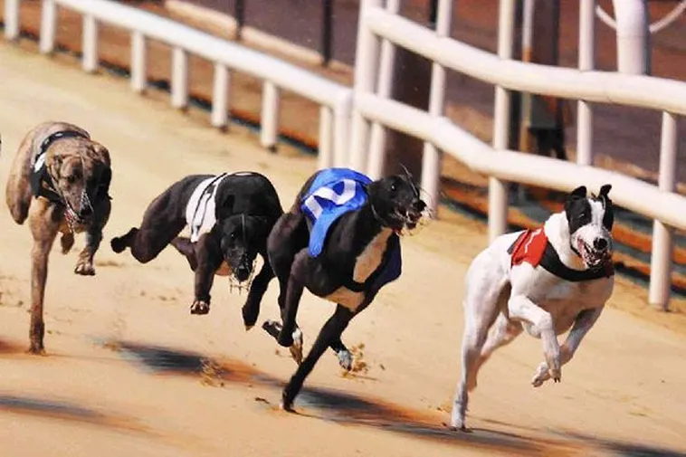 Mẹo Chơi Game Nhanh Đua Chó Tại PG88 Chuẩn Bài Bắt Kèo Thơm