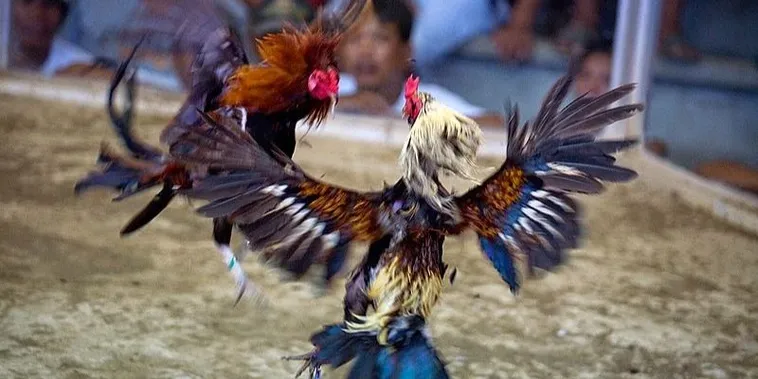 Bật Mí Cách Chơi Đá Gà Sabong Tại PG88 Chuẩn Phong Cách Philipin 2 Bật Mí Cách Chơi Đá Gà Sabong Tại PG88 Chuẩn Phong Cách Philipin